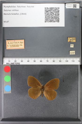 Media type: image;   Entomology 86811